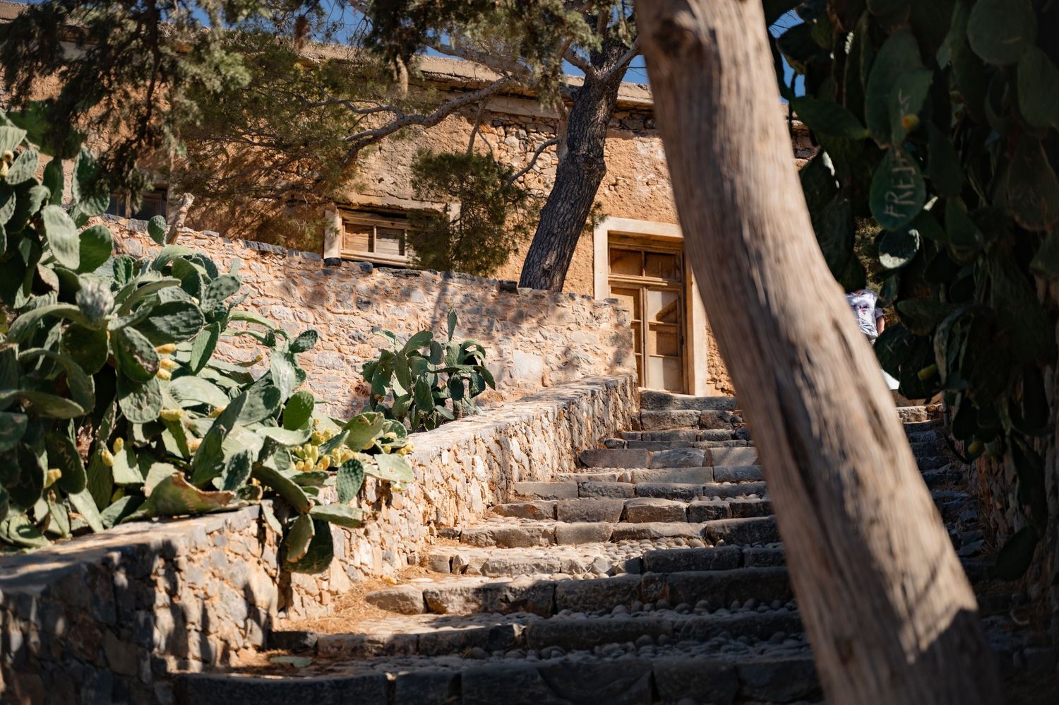 Stone pathway lined with large trees and cacti leading up rustic stone steps.