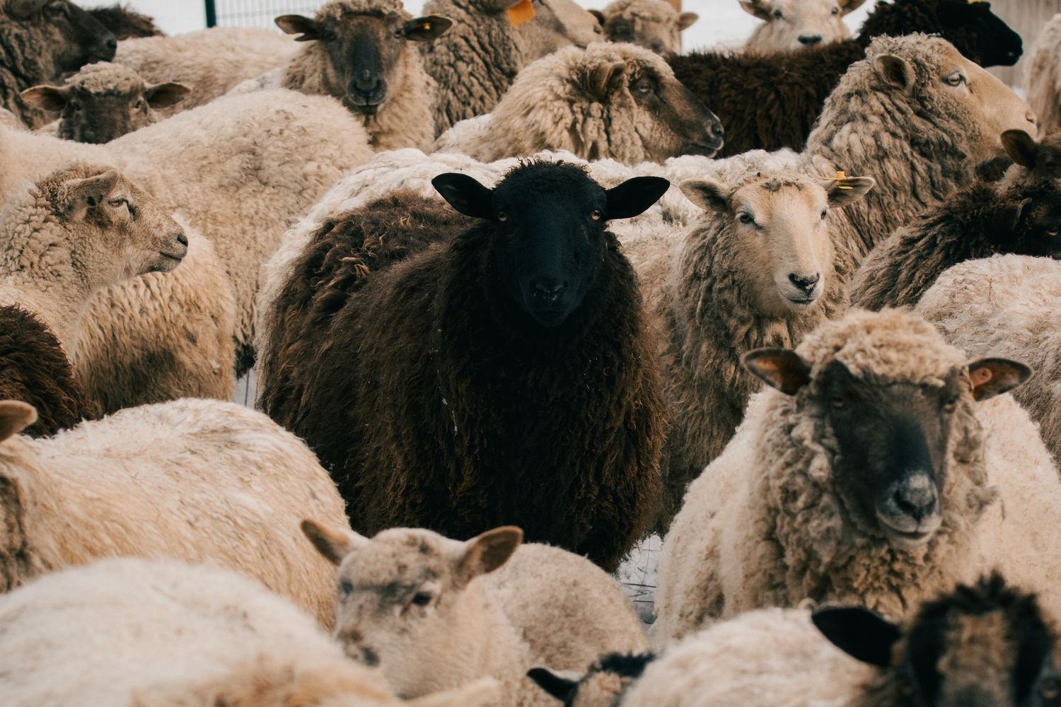 A black sheep stands out among a flock of white sheep, symbolizing uniqueness and individuality.