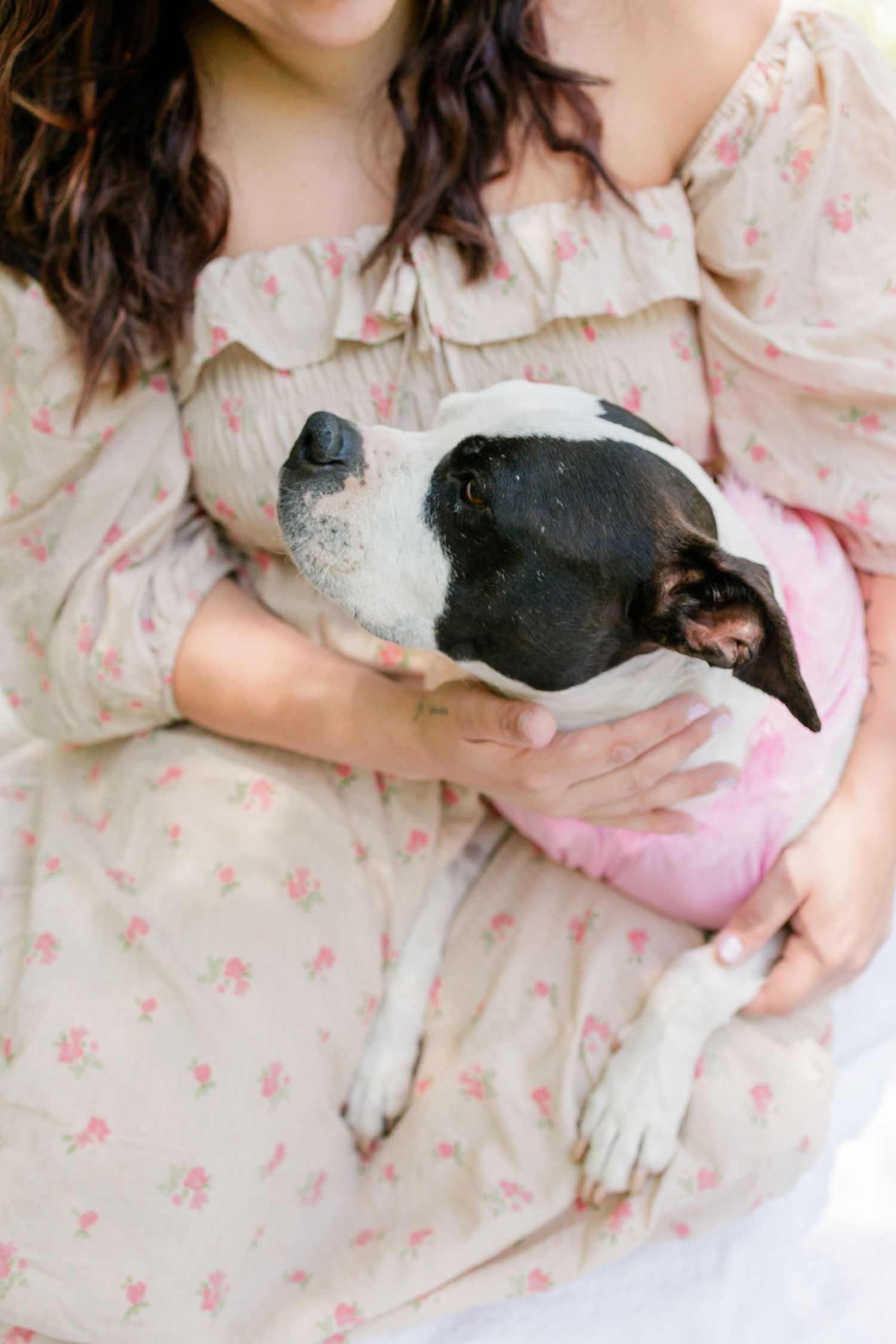 A Boston Terrier puppy sleeping peacefully on a floral patterned dress in a series of relaxed poses.