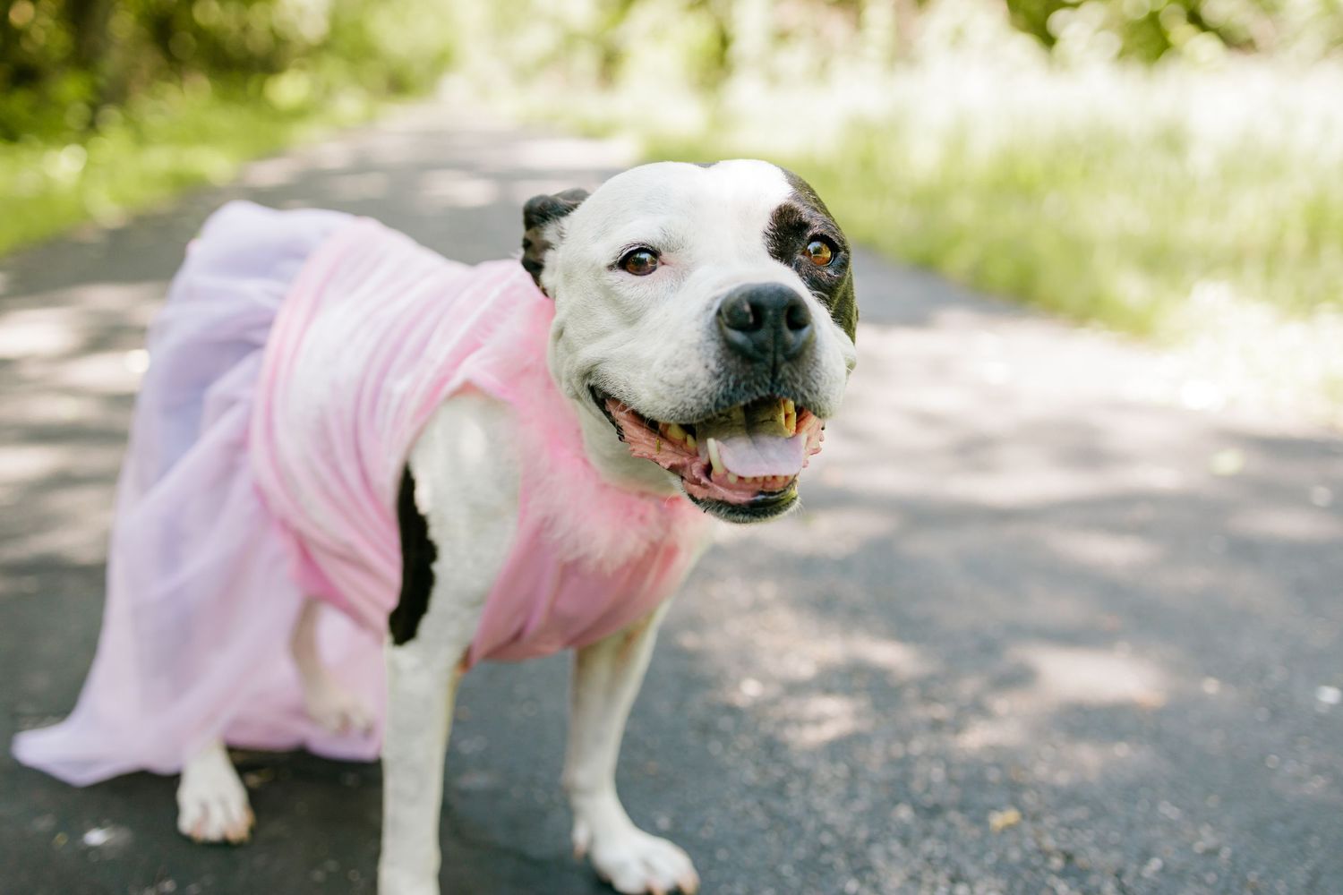 Black and white dog wearing pink dress poses outdoors on sunny day.