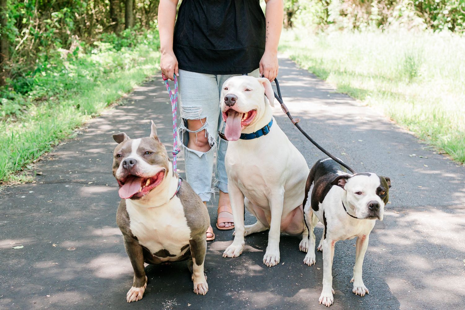 A group of dogs walking together on a wooded trail with their companions.