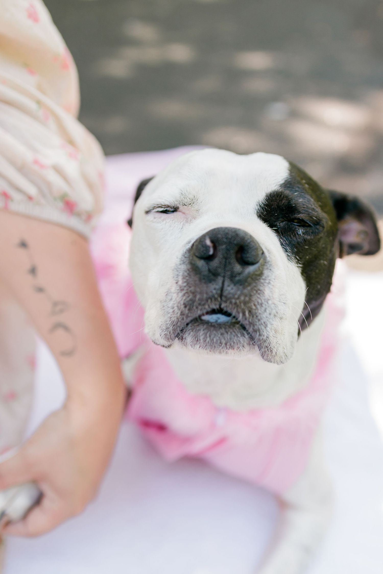 A close-up portrait of a black and white with closed eyes wearing a pink collar.