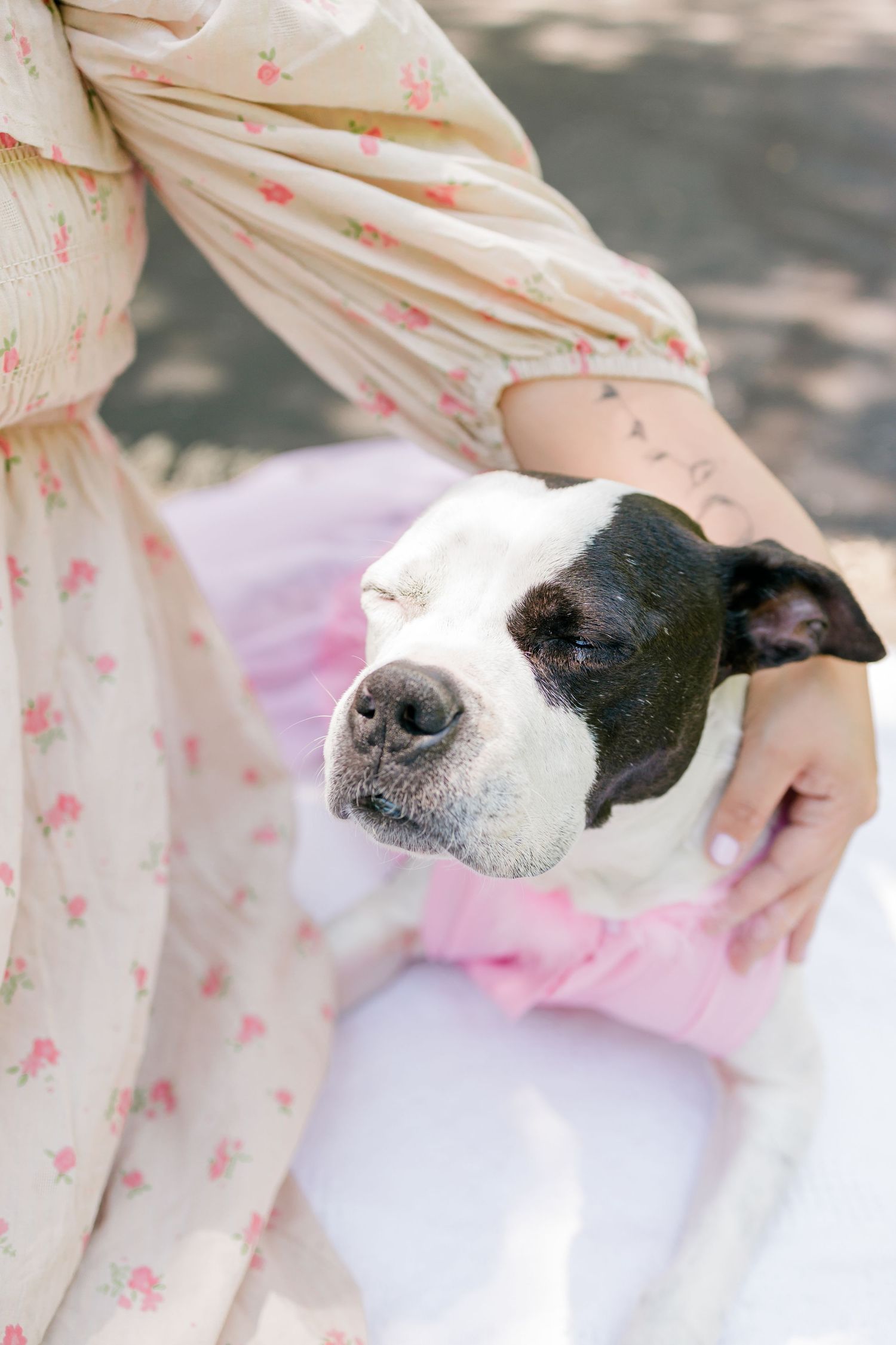 A black and white dog with a gentle expression rests beside someone wearing a floral dress with pink accents.
