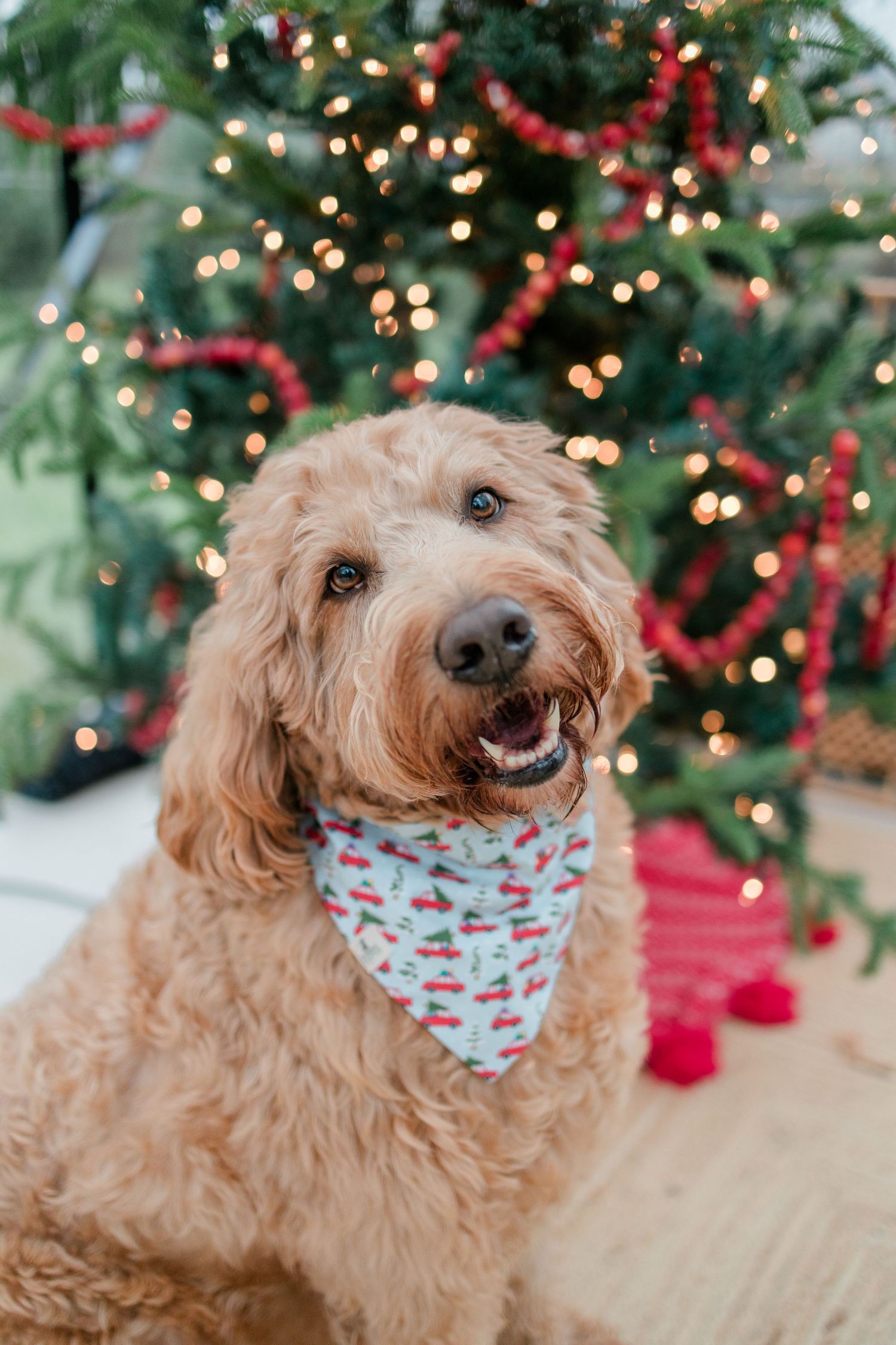Golden doodle dog wearing festive bandana poses by Christmas tree with twinkling lights.