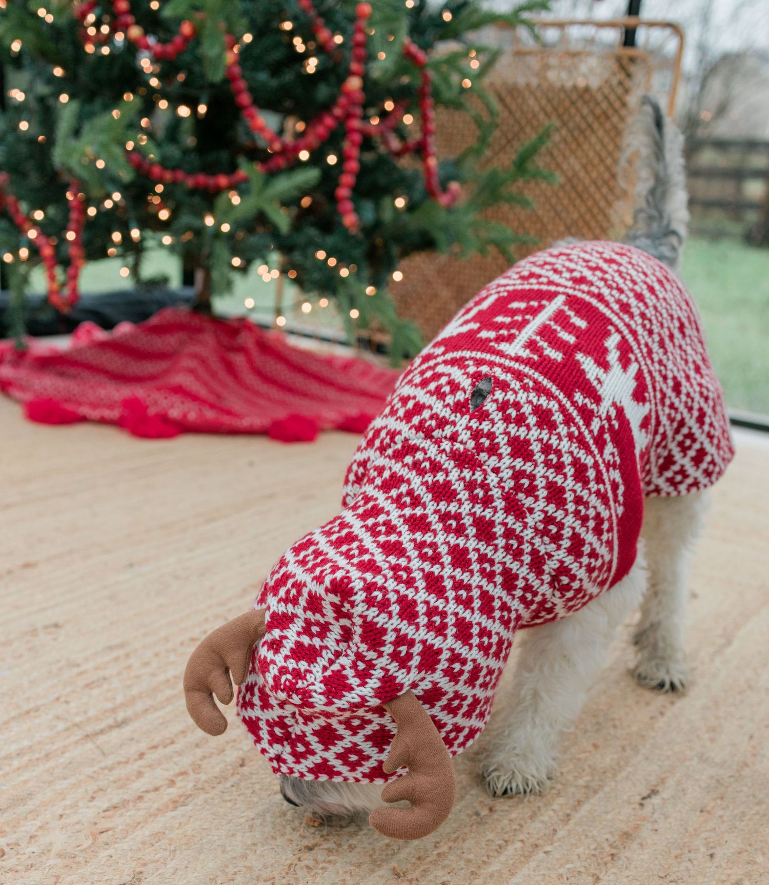 Small dog wearing a red and white knit Christmas sweater next to decorated tree.