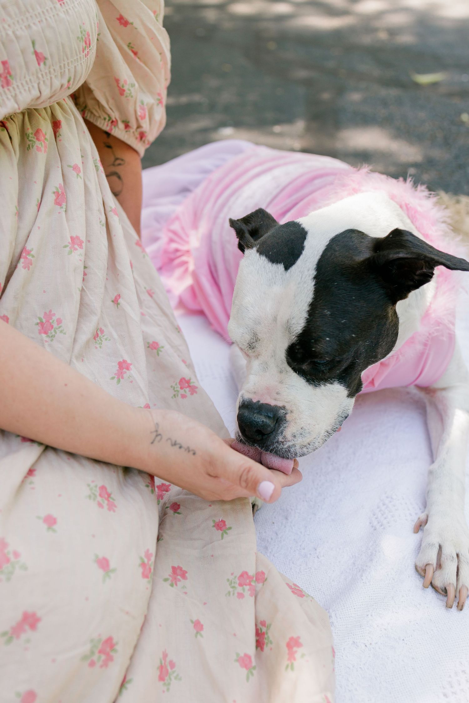 Black and white dog with closed eyes resting peacefully on a pink blanket while being gently petted.