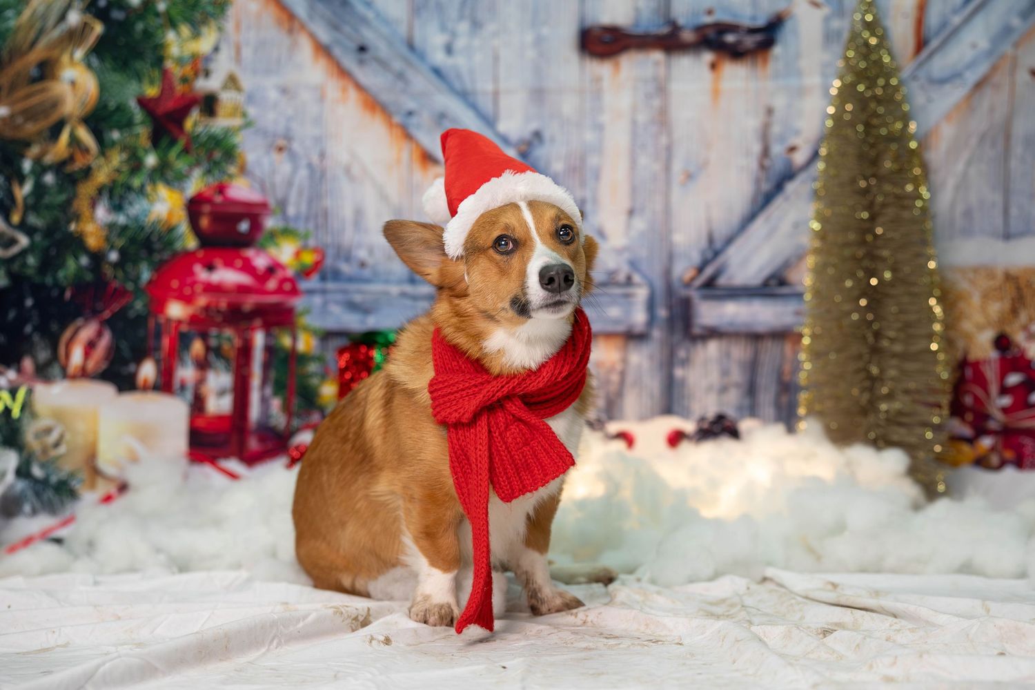 Corgi dog wearing a Santa hat and red scarf poses in a snowy Christmas holiday setting.