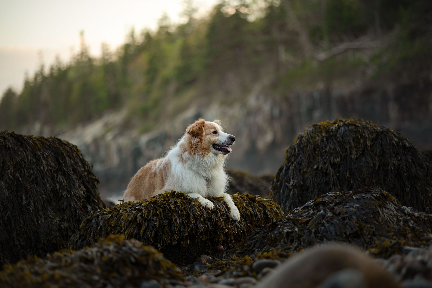 A brown and white Border Collie rests on mossy rocks by the ocean at dusk.