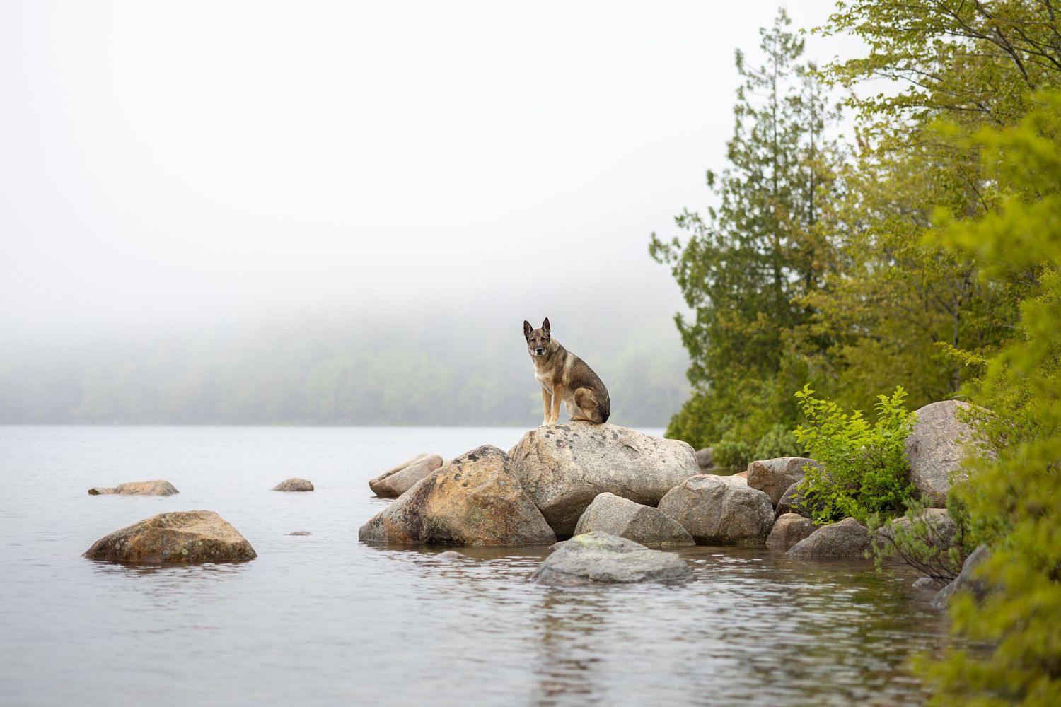 A German Shepherd dog perches on rocks by a calm misty lake with green trees in the background.