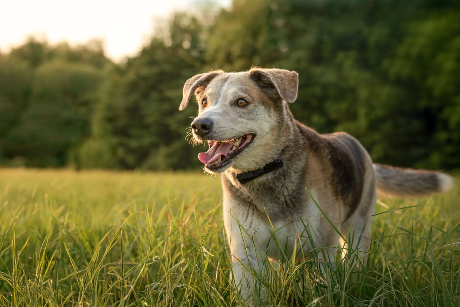 A happy gray and tan mixed breed dog standing in tall green grass with mouth open at sunset.