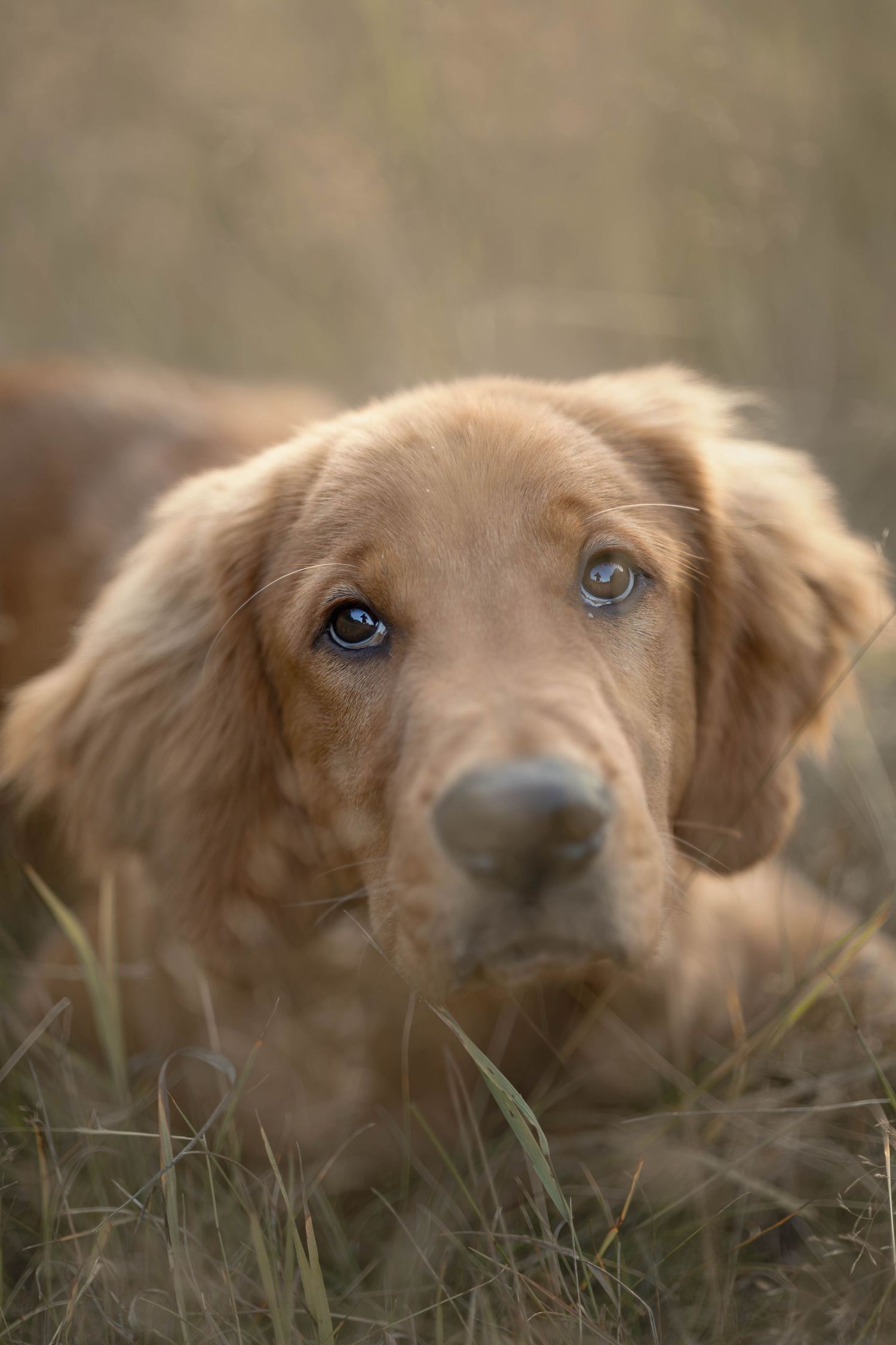 A golden retriever puppy with soulful blue eyes lying in tall grass, gazing directly at the camera.