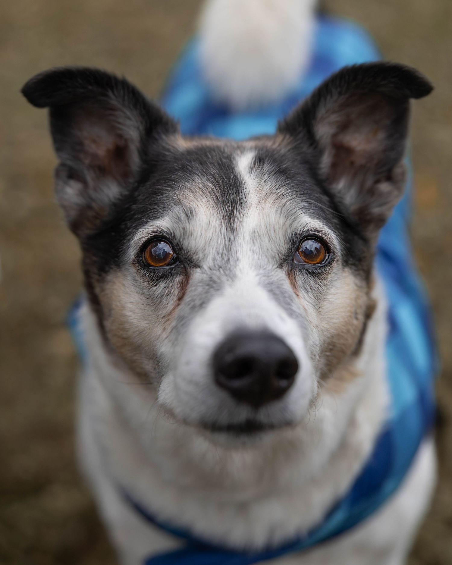 An elderly black and white dog wearing a blue jacket looks up at camera.
