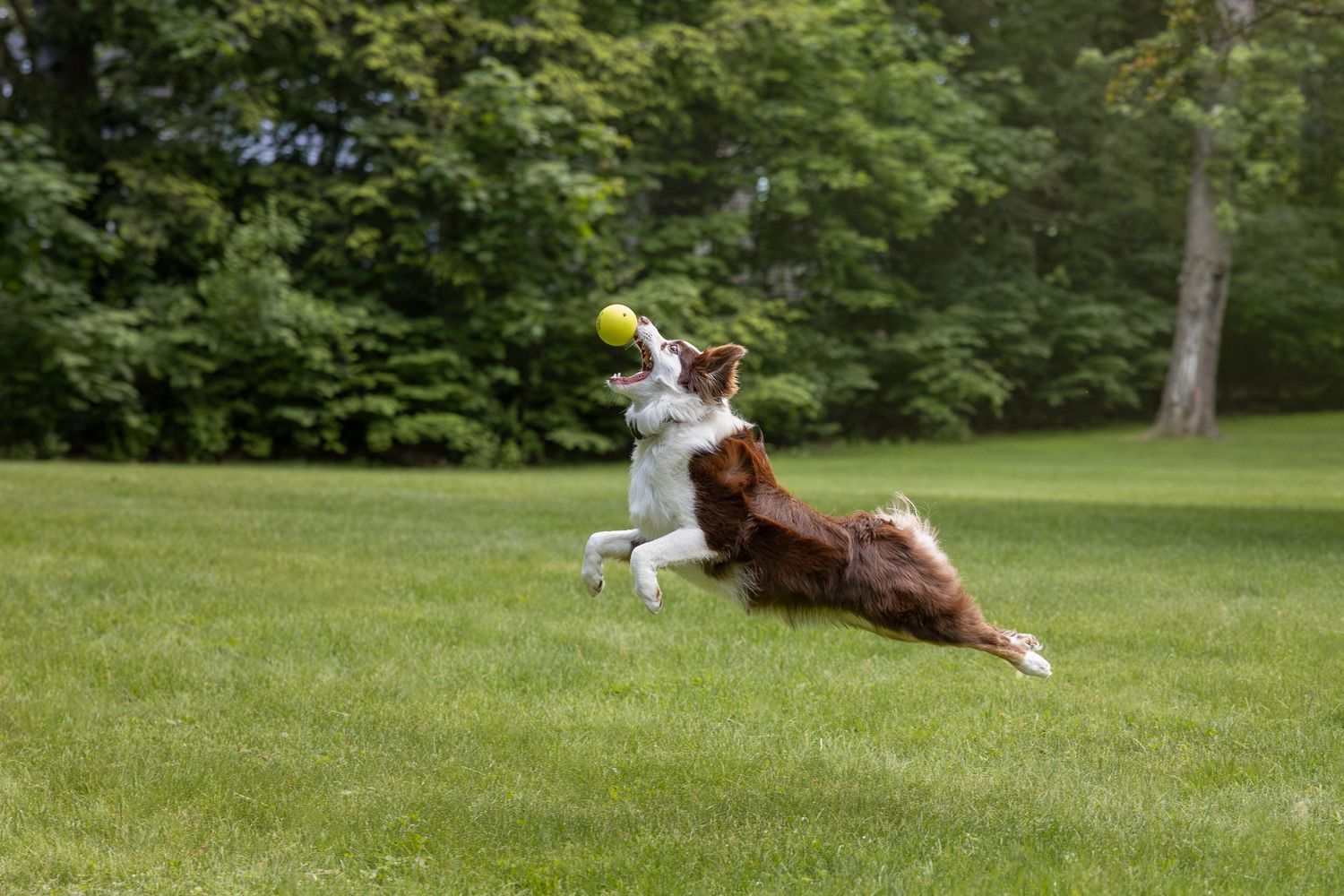 Two dogs leap and dive to catch a yellow ball on a lush green lawn.