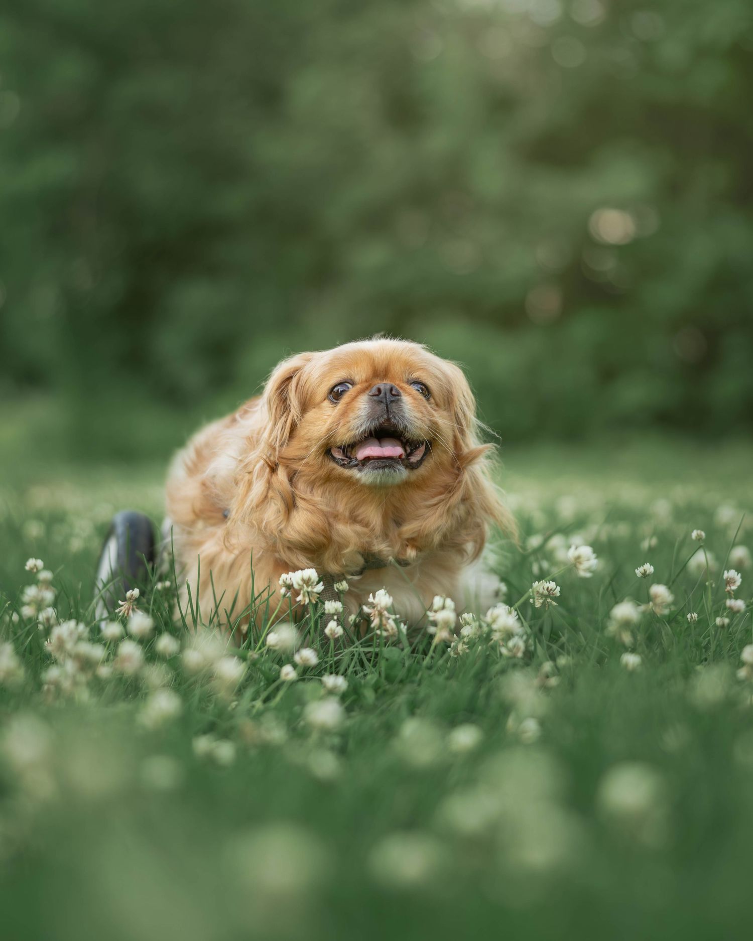 Happy fluffy Pekingese dog smiles while lying in a green meadow filled with white clover flowers.