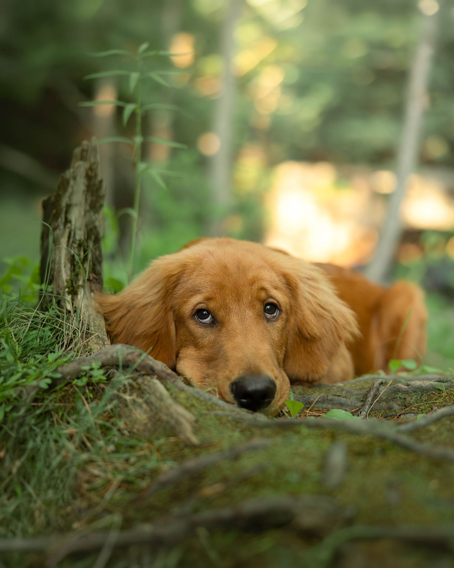 A golden retriever puppy rests its chin on mossy rocks in a lush green forest setting.