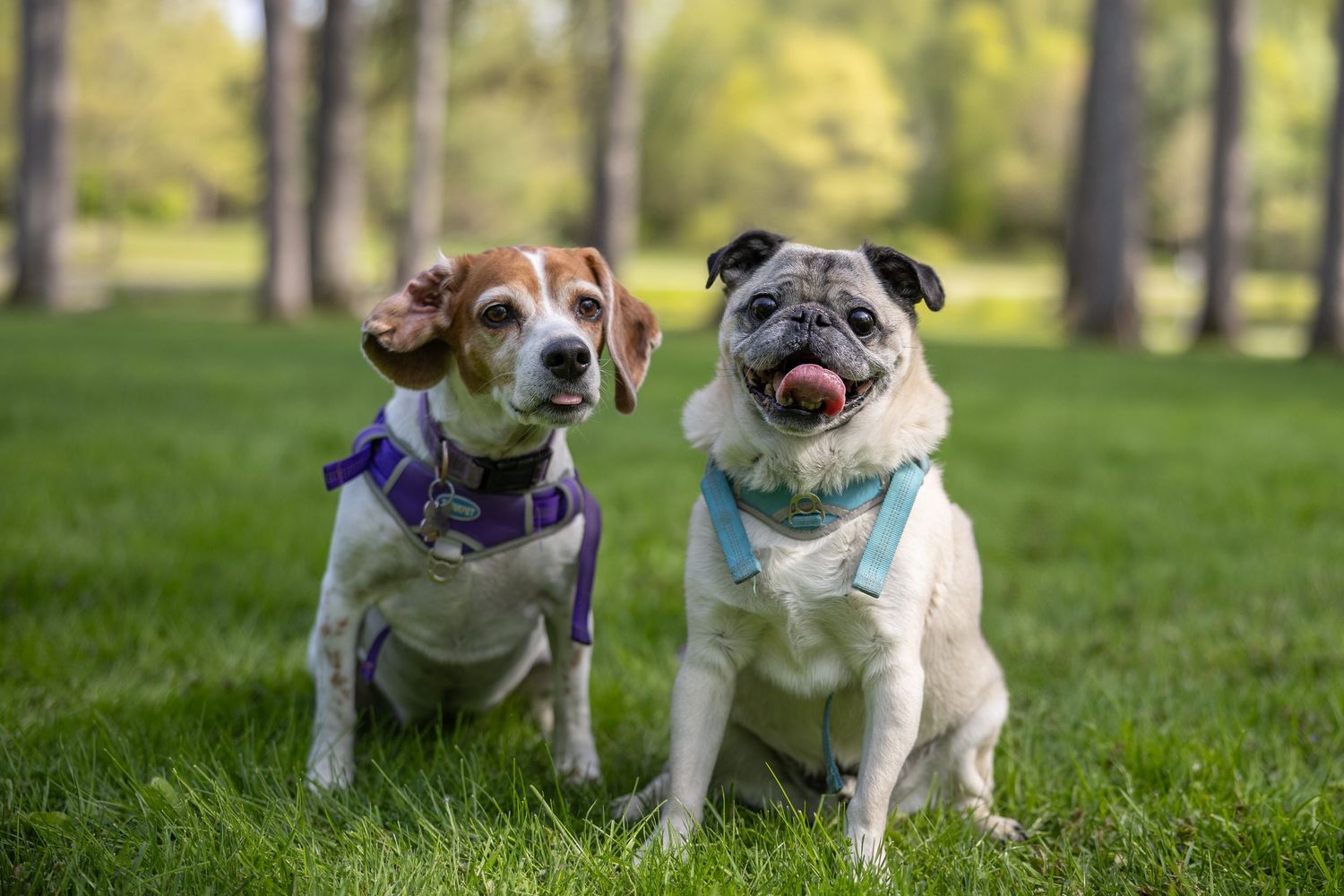 Two dogs, a Beagle mix and a Pug, sit side by side on green grass in a sunny park wearing colorful collars.