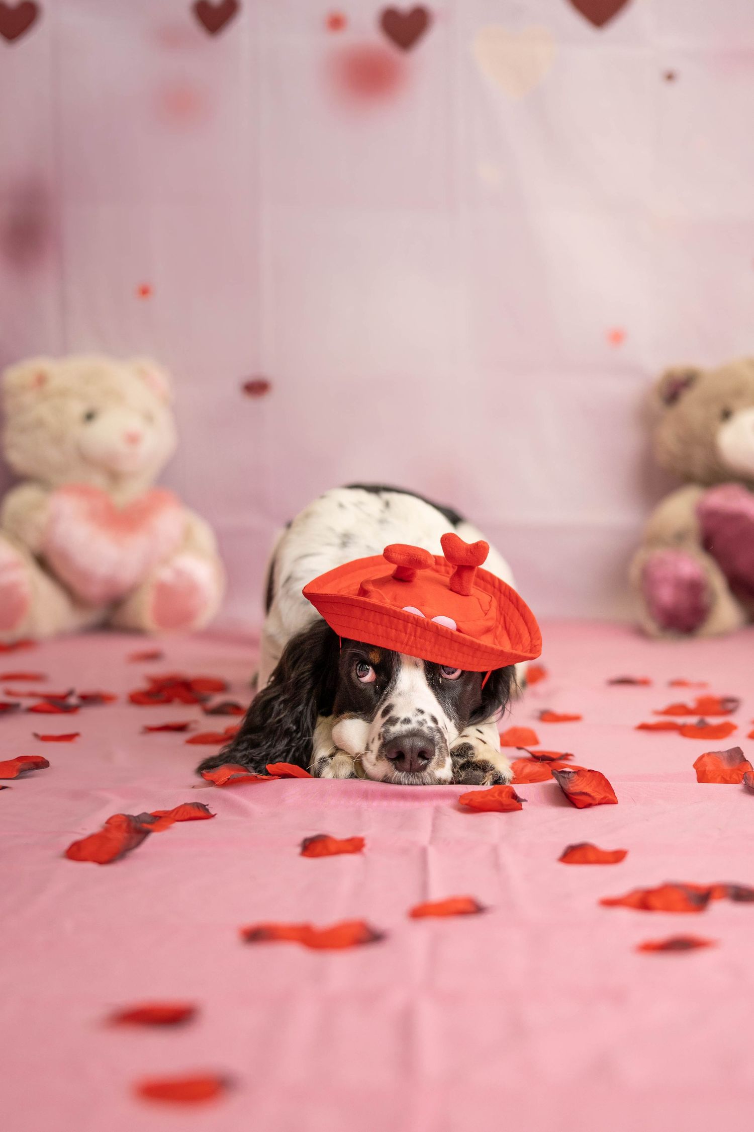 A black and white Springer Spaniel wearing a red heart hat lies on a pink Valentine's Day backdrop.