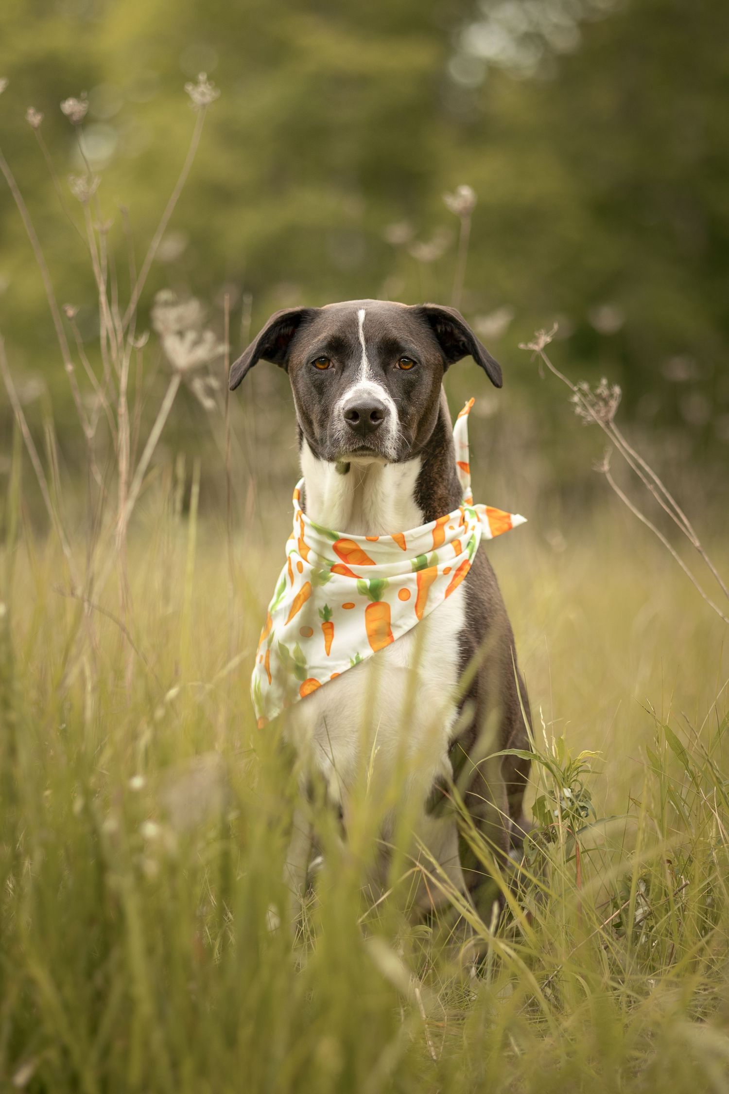 Black and white mixed-breed dog wearing an orange bandana sits in a wildflower meadow.