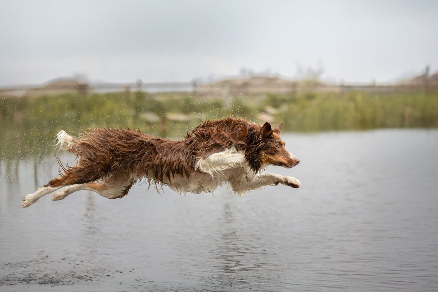 A wet brown and white dog leaps energetically over a calm lake outdoors.