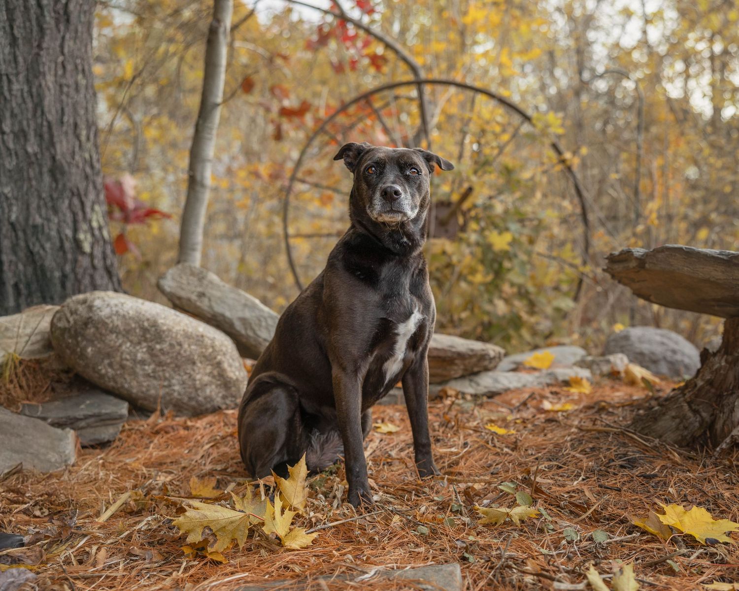 A black Staffordshire Bull Terrier sits alertly among autumn leaves in a woodland setting.