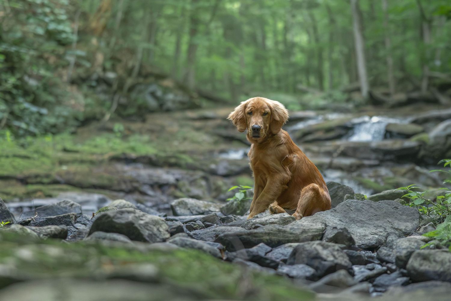 Golden retriever puppy sitting on rocky creek bed surrounded by lush green forest trees and small waterfall.