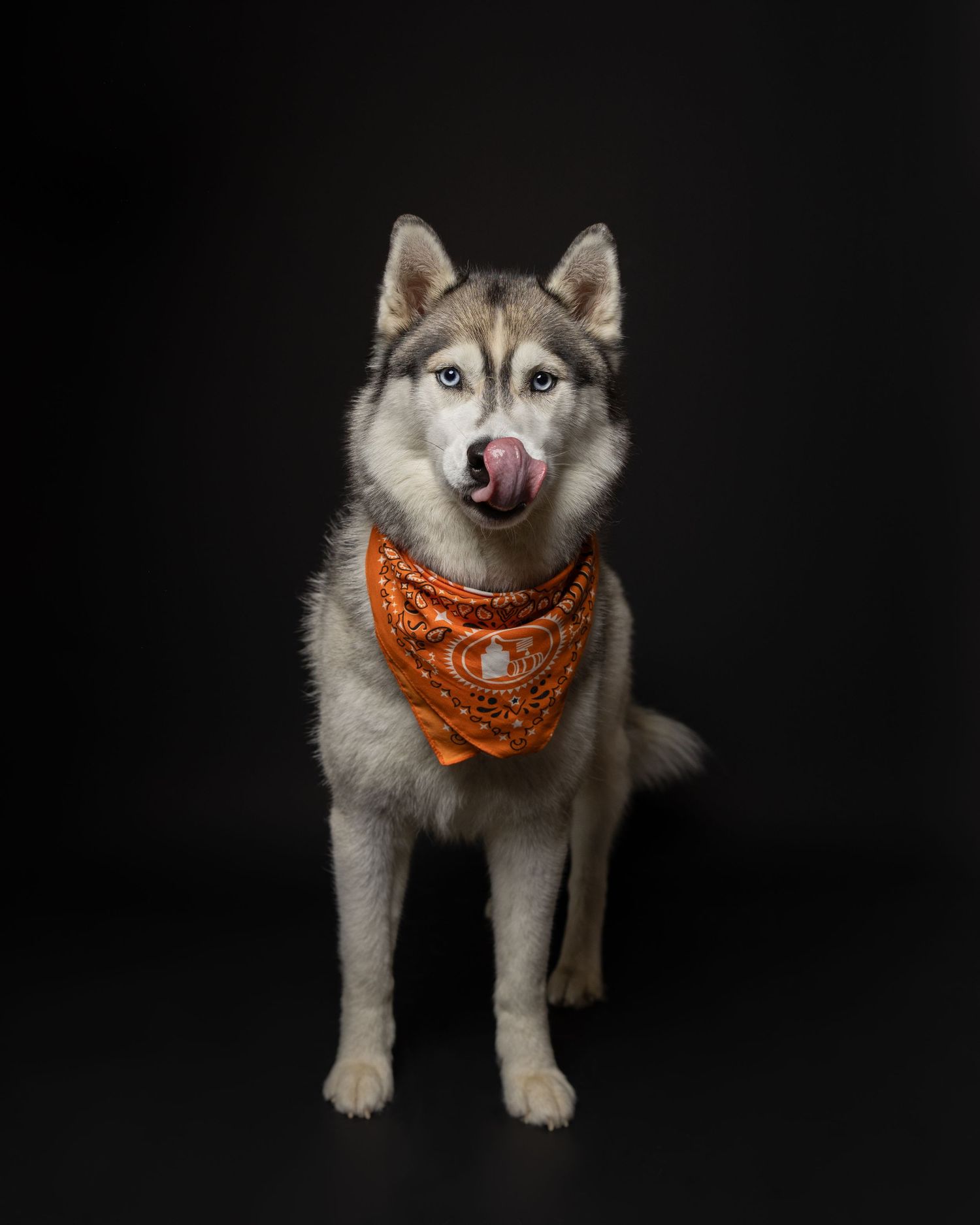 A Siberian Husky with blue eyes wearing an orange bandana poses on black background.