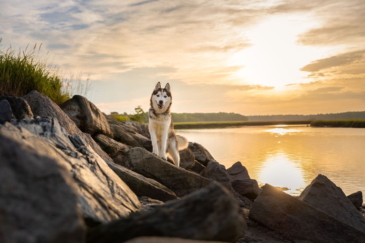 A Siberian Husky dog sits on rocky shore at sunset with golden reflections on calm water.