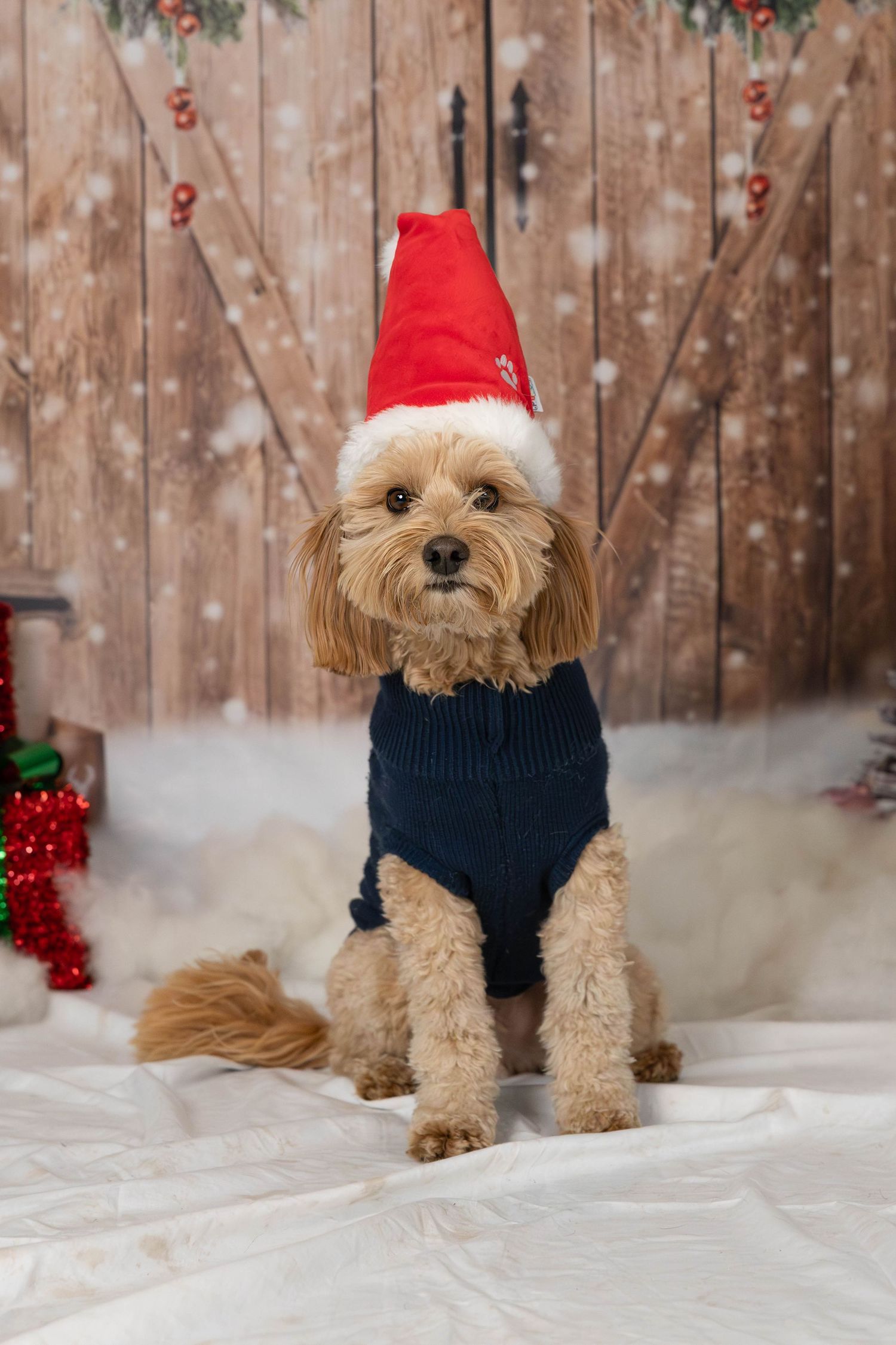 An adorable Cavapoo dog wearing a Santa hat and navy sweater poses in a Christmas-themed studio.