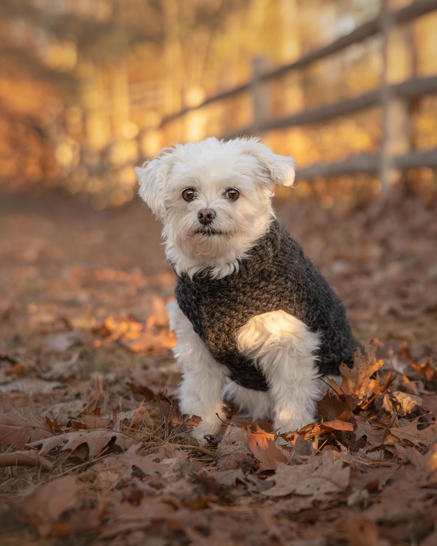 A small white Maltese dog wearing a gray knit sweater sitting among fallen autumn leaves outdoors.