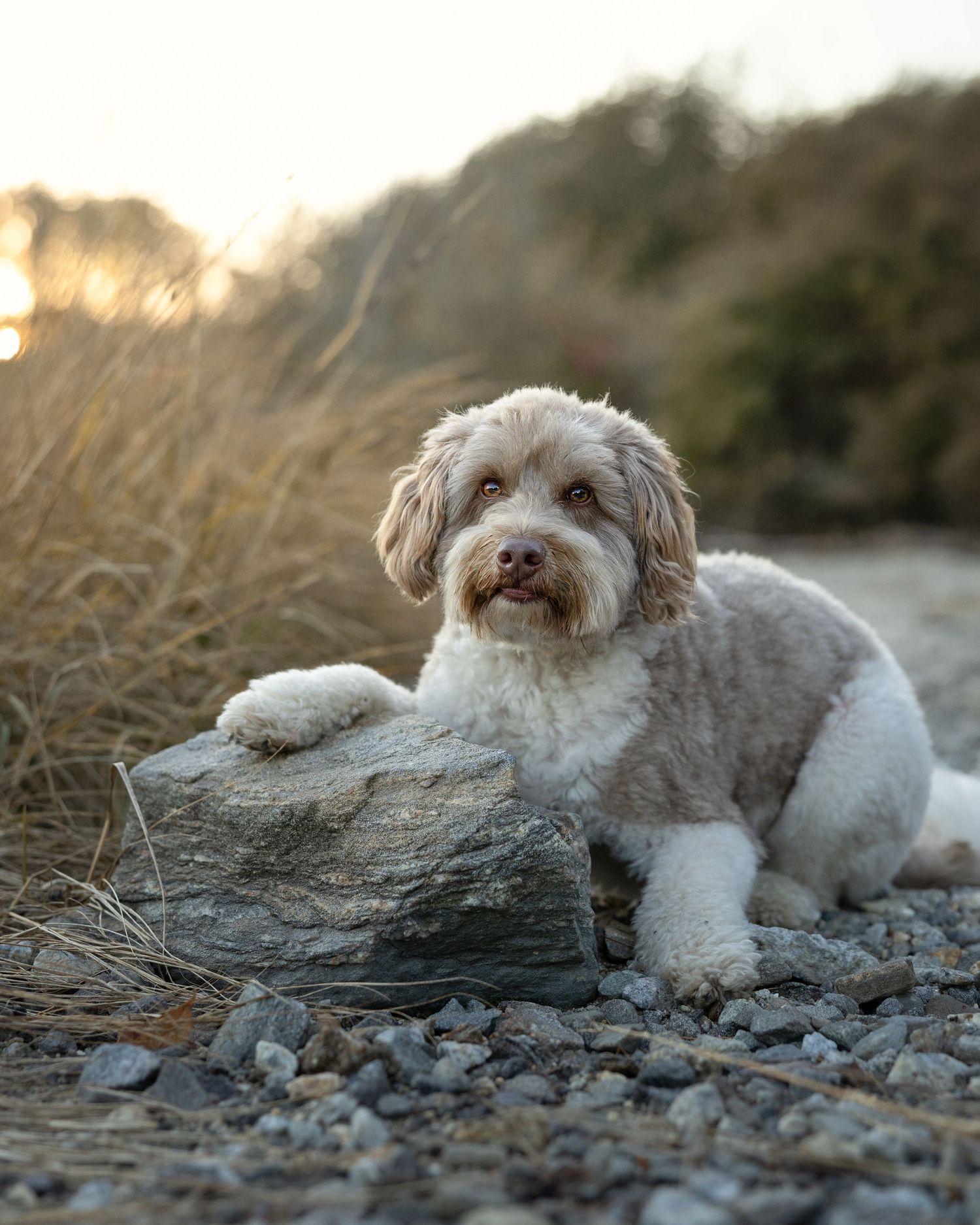 Fluffy white Labradoodle resting paw on a rock at sunset on a gravel path.
