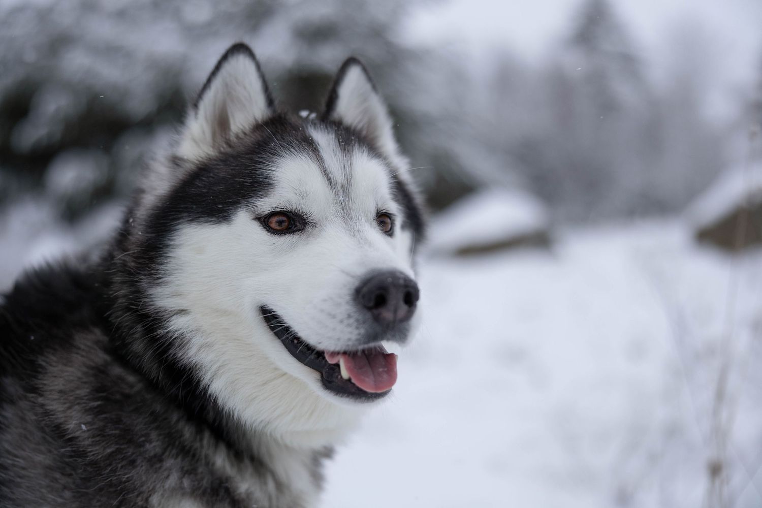 Siberian Husky dog with striking eyes poses in a snowy winter outdoor landscape.