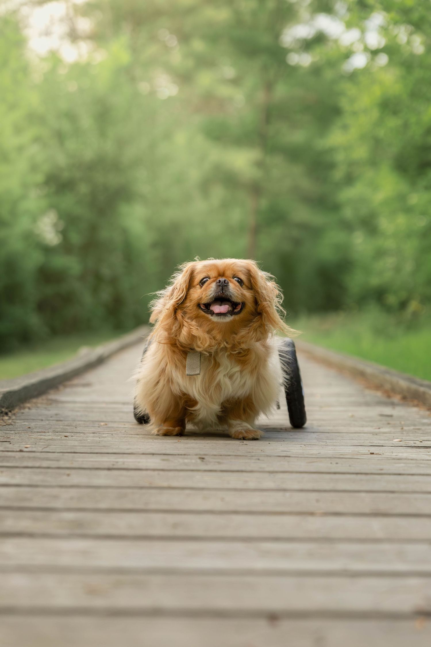 A fluffy golden Pekingese dog with a wheelchair aid trots happily along a wooden bridge path surrounded by green trees.