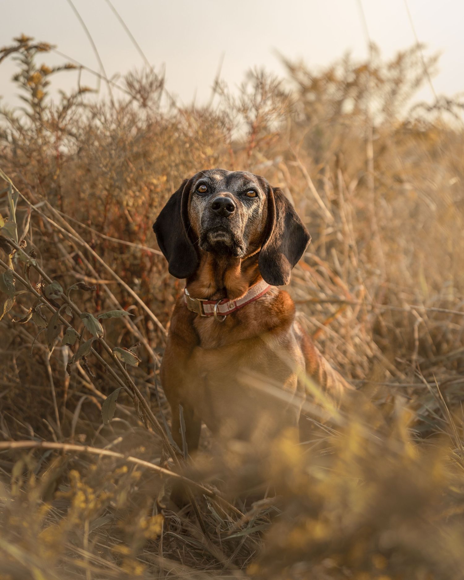 Bloodhound dog sitting alert in golden dry brush field wearing a pink collar.