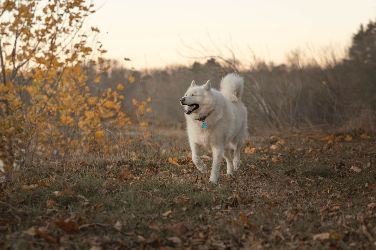 A white Samoyed dog running through an open field covered in fallen autumn leaves at dusk.