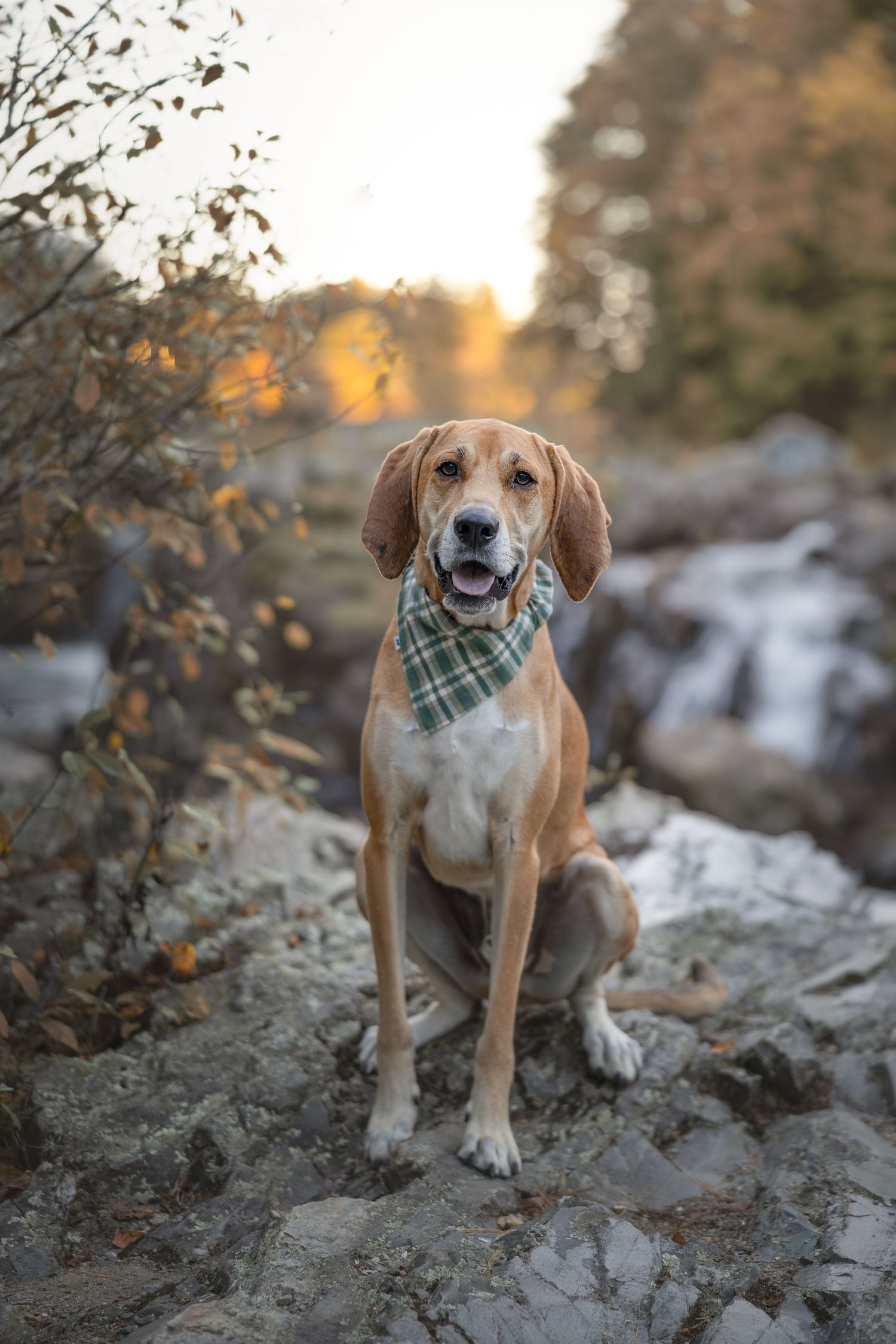 A tan hound dog wearing a plaid bandana sits on rocks near a waterfall.
