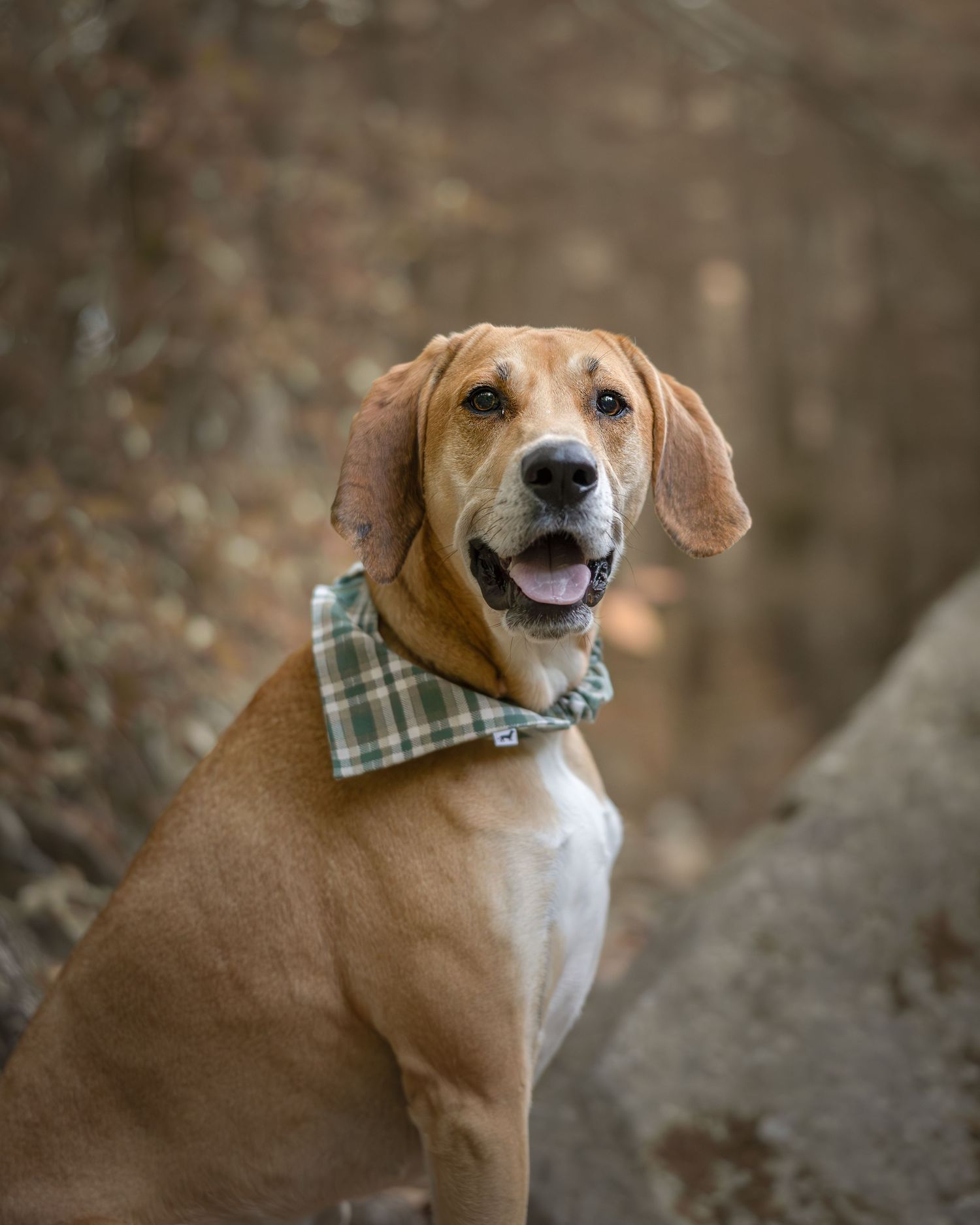 Happy Labrador mix wearing a plaid bandana sitting on rocks in a natural setting.
