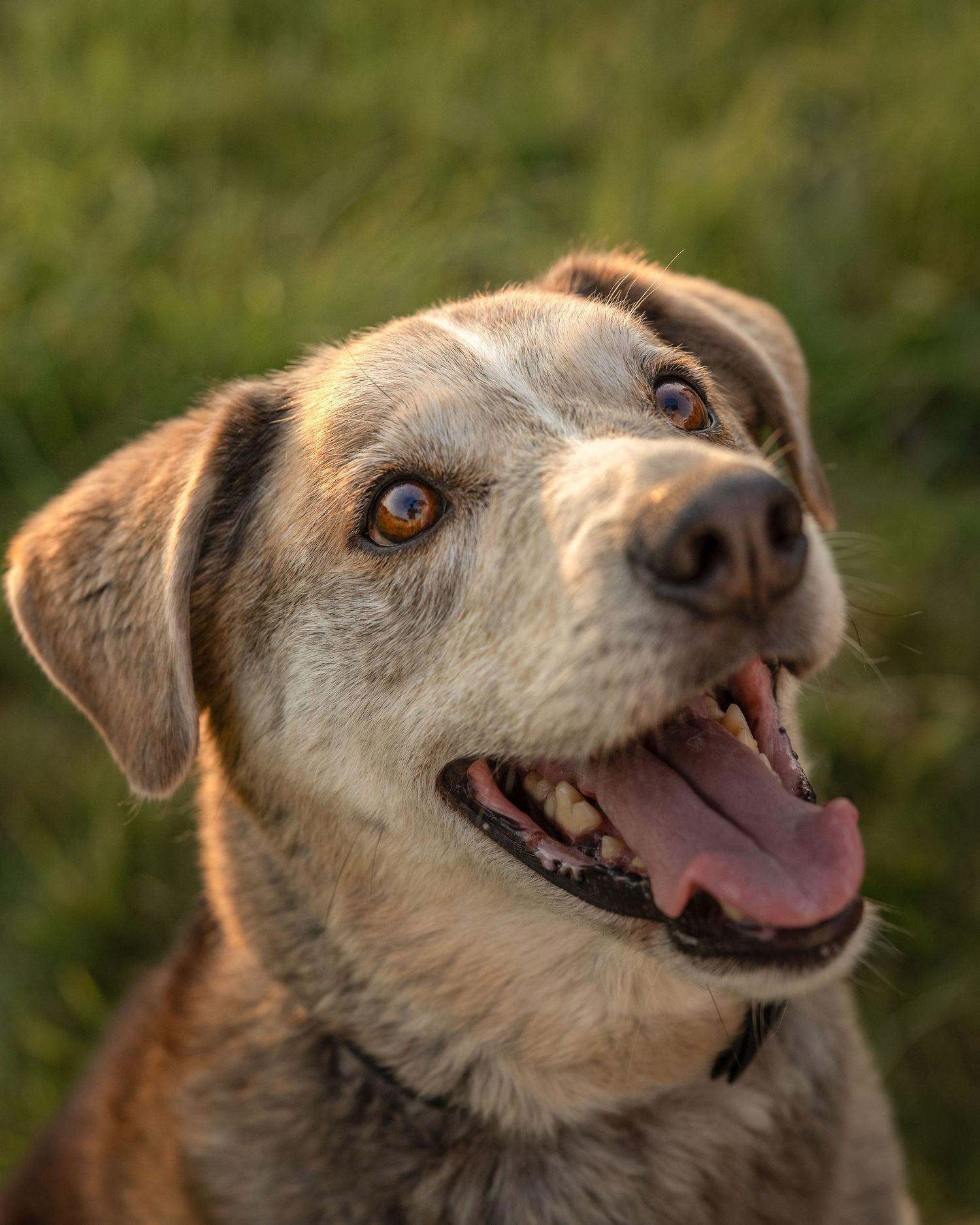 Close-up portrait of a happy brown mixed-breed dog with amber eyes and open mouth outdoors.
