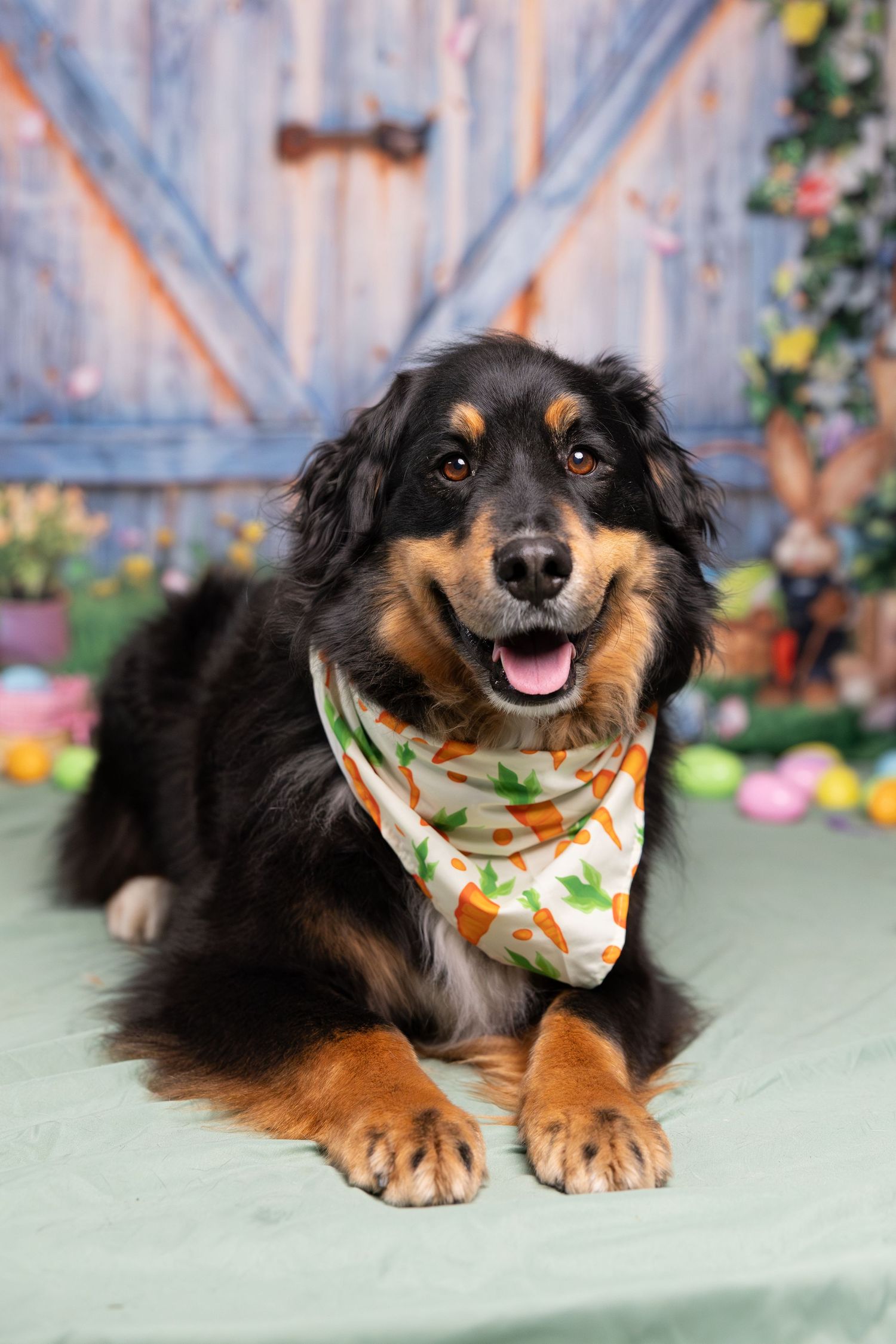 A friendly black and tan mixed breed dog wearing a carrot-print bandana poses in an Easter-themed setting.