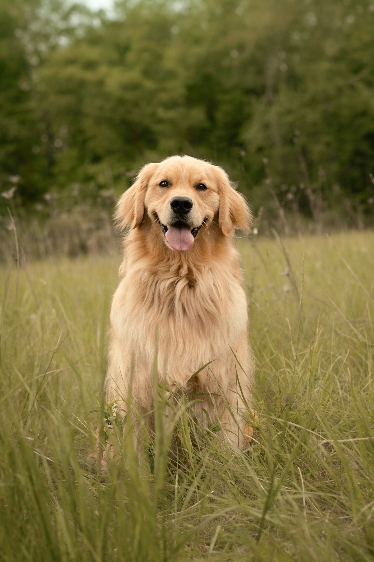 Golden Retriever sitting in tall green grass field with tongue out on overcast day.