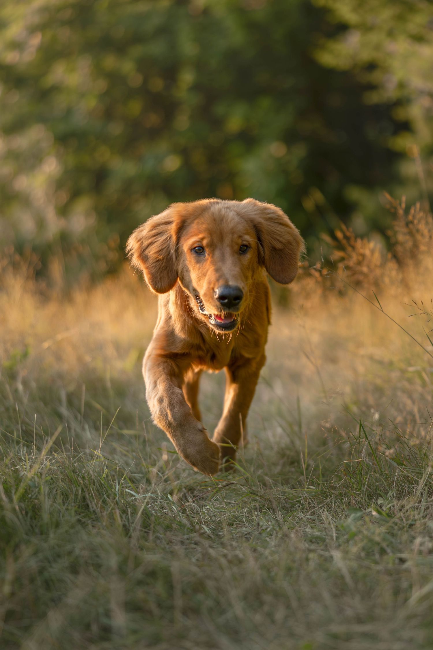A golden Cocker Spaniel puppy runs joyfully through a sunlit grassy field with green trees in the background.