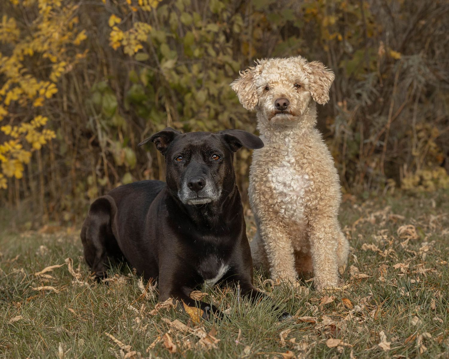 Two dogs, a black Lab and a fluffy cream Poodle, sitting together outdoors among autumn foliage.