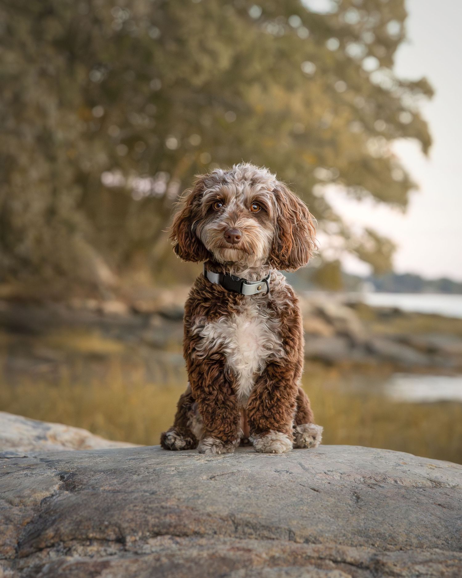 A cute brown and white Cockapoo puppy sits on a rock in a natural outdoor setting.
