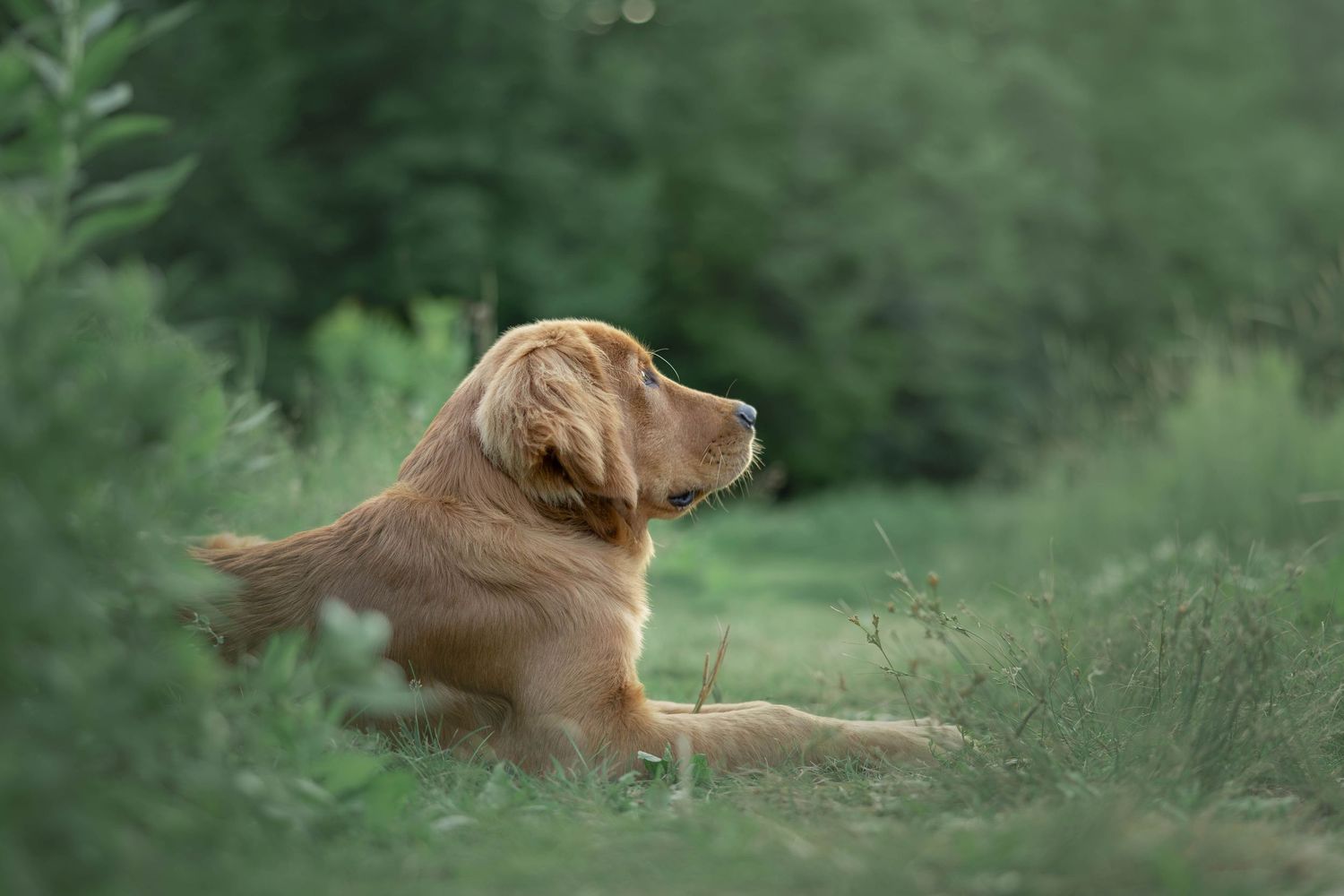 A golden retriever dog resting in lush green grass and foliage, gazing peacefully to the side.