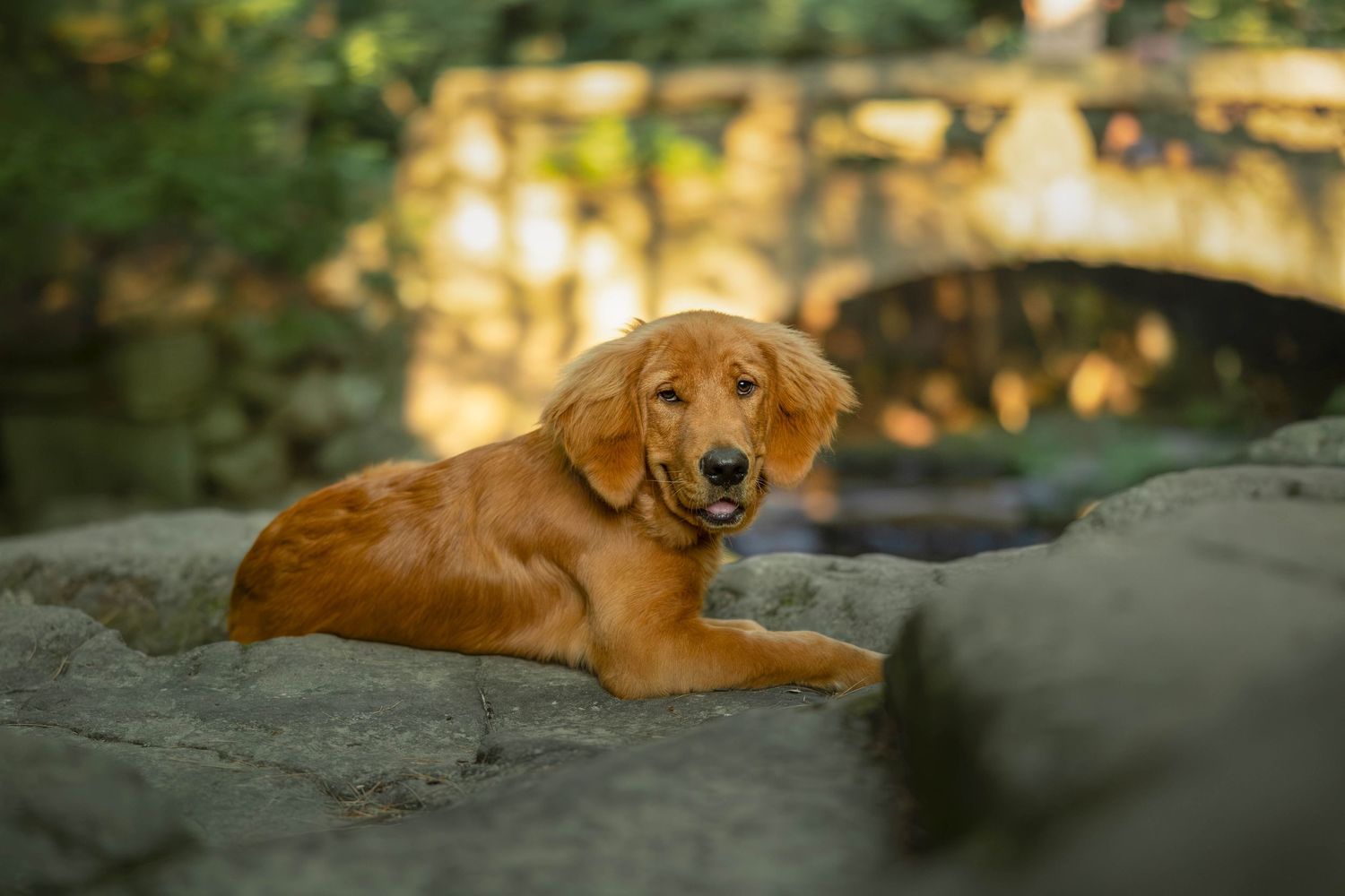 A golden retriever puppy rests on a rock outdoors with a stone bridge and lush greenery in the background.