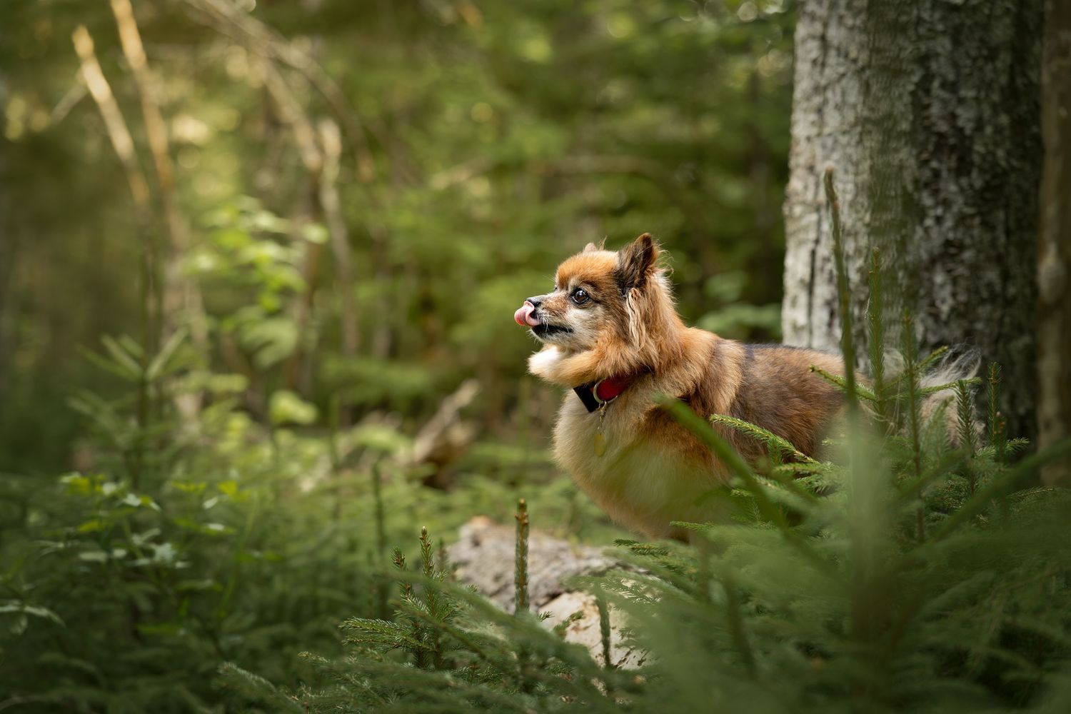 A small fox-red dog wearing a collar runs through a lush green forest.