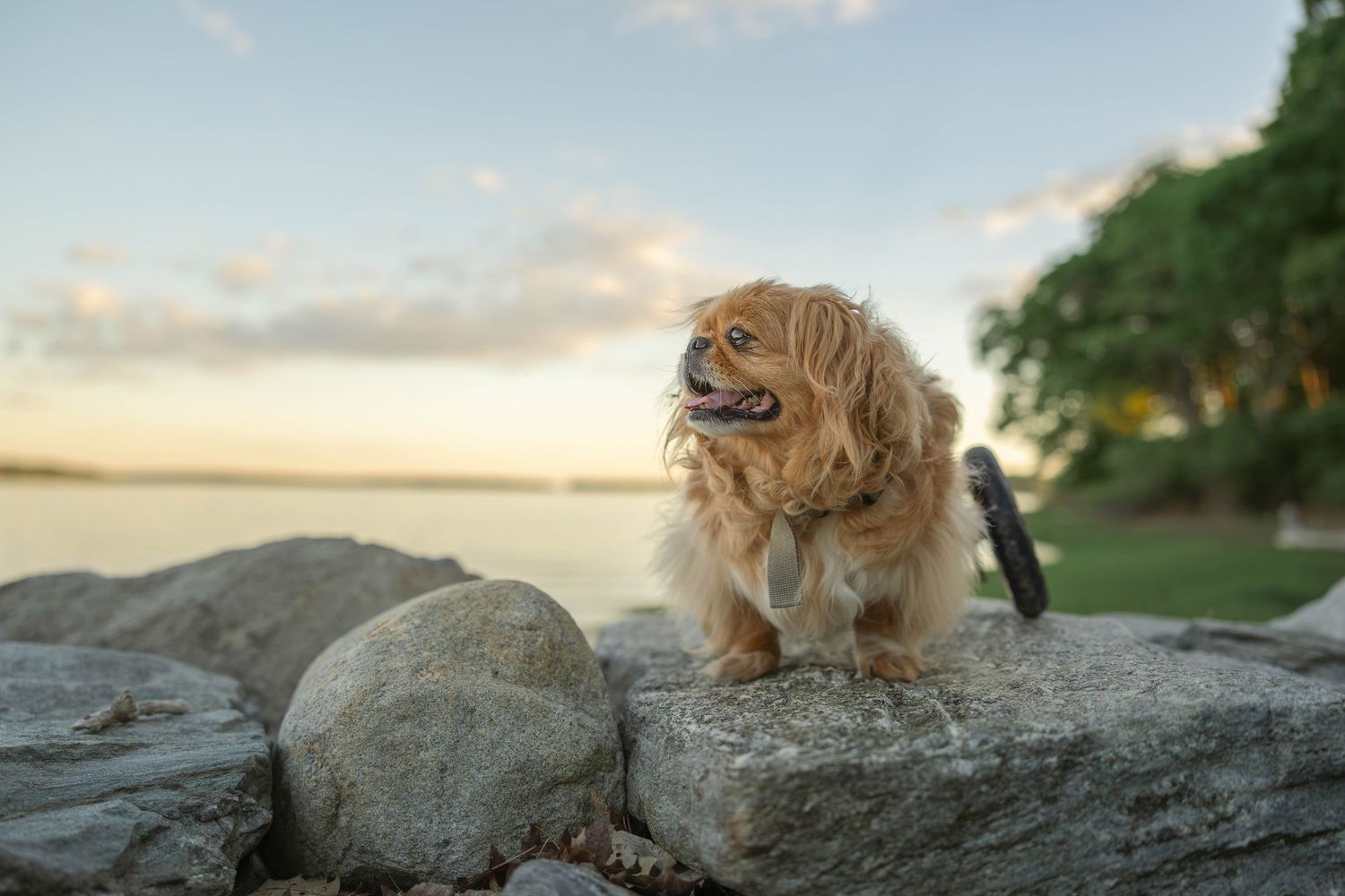 A fluffy golden Cavalier King Charles Spaniel stands on rocks near a serene waterfront at sunset.