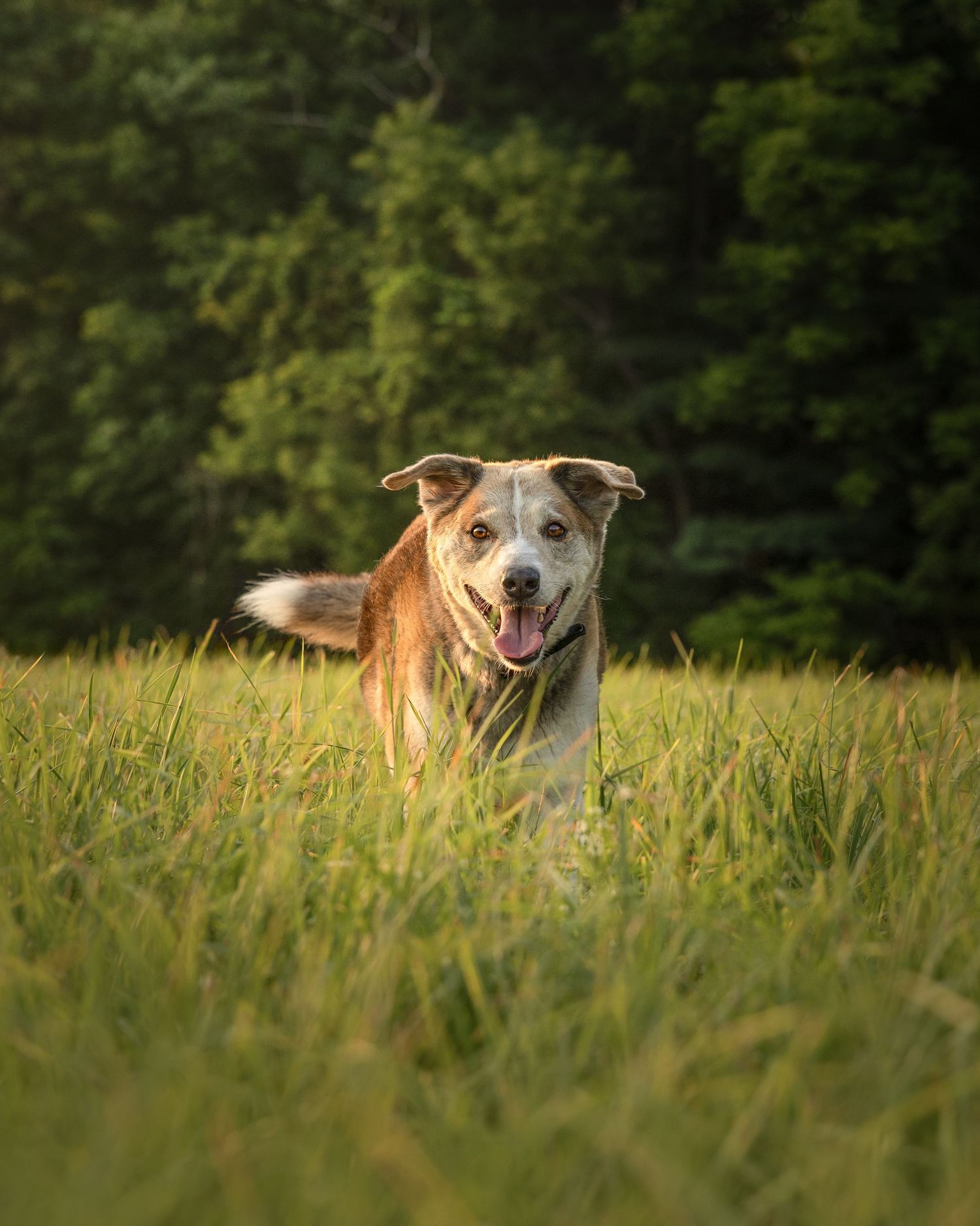 Happy brown and white mixed breed dog runs through tall green grass in a sunlit field.