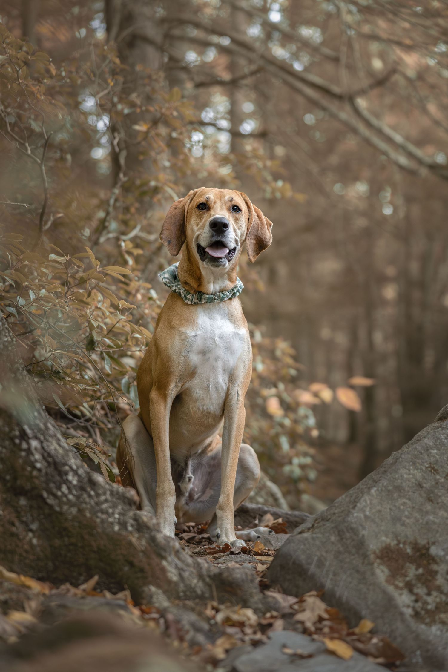 A tan and white hound dog sits on rocks in an autumn forest setting.