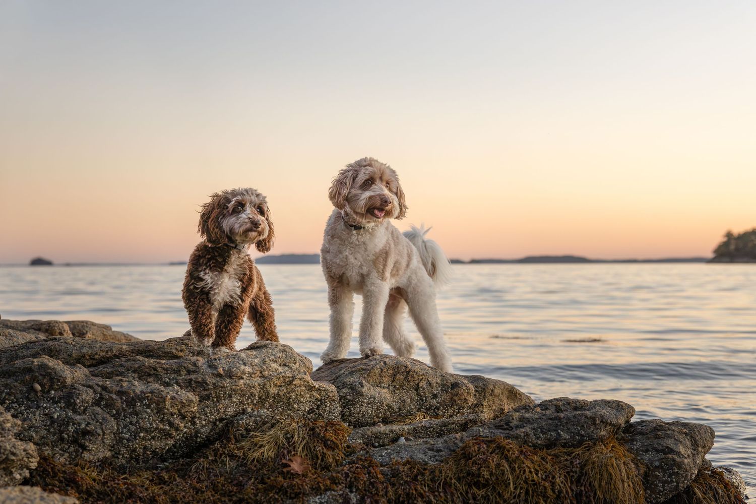 Two fluffy Labradoodles standing on rocky shoreline with a calm ocean and pastel sunset behind them.