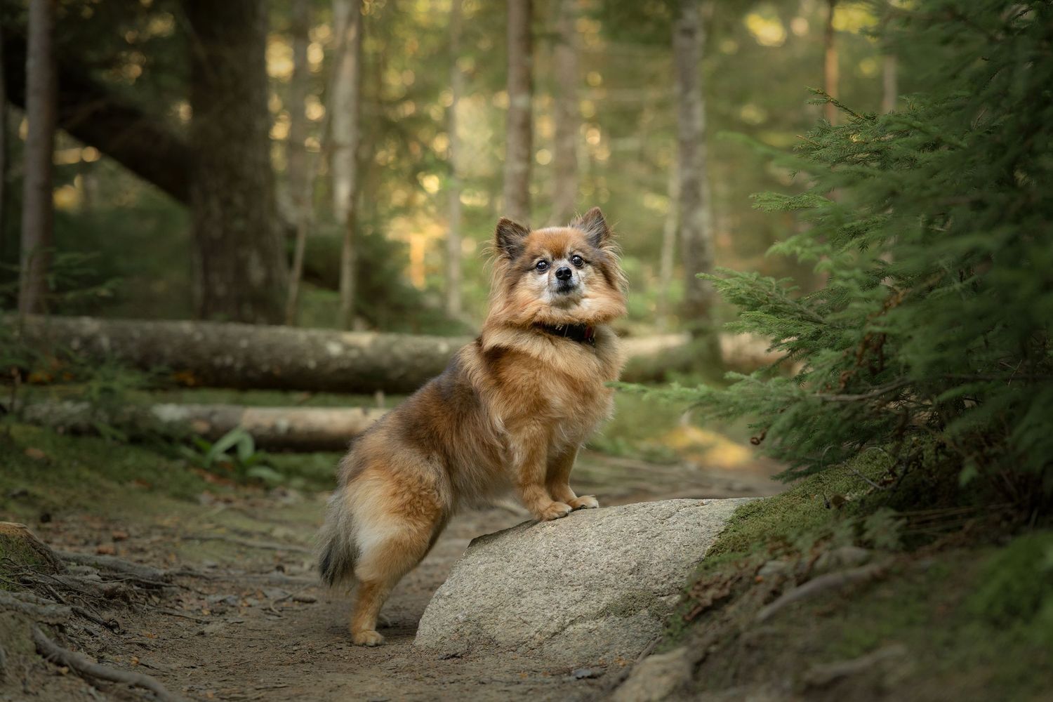 Fluffy Pomeranian standing on a rock in a lush green forest trail.